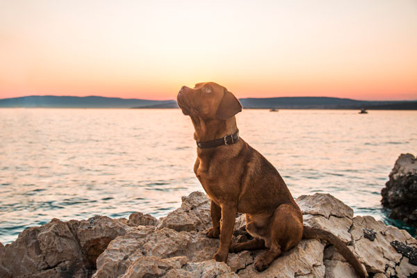 Hund sitzt am Meer im Sonnenuntergang, Kroatien